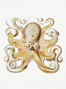 Ernst Haeckel | Эрнст Геккель