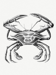 Ernst Haeckel | Эрнст Геккель