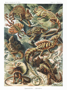 Ernst Haeckel - Lacertilia. Eidechlen | Эрнст Геккель