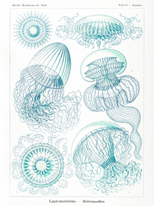 Ernst Haeckel - Leptomedusae. Faltenquallen | Эрнст Геккель