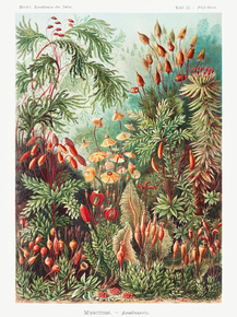 Ernst Haeckel - Muscinae. Laubmoose | Эрнст Геккель