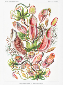 Ernst Haeckel - Nepenthaceae. Kannenpflanzen | Эрнст Геккель