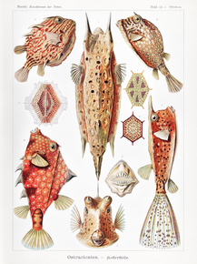 Ernst Haeckel - Ostraciontes. Kofferfilche | Эрнст Геккель