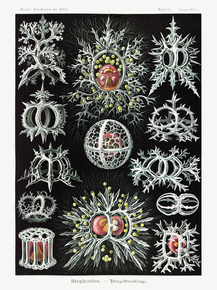 Ernst Haeckel - Stephoidea. Ringelstrahlinge | Эрнст Геккель