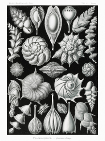 Ernst Haeckel - Thalamophora. Kammerlinge | Эрнст Геккель