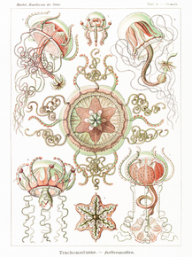 Ernst Haeckel - Trachomedusae. Kolbenquallen | Эрнст Геккель