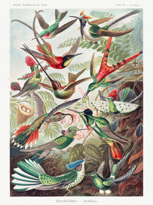 Ernst Haeckel - Trochilidae. Kolibris | Эрнст Геккель