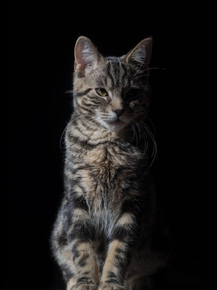 Кошки