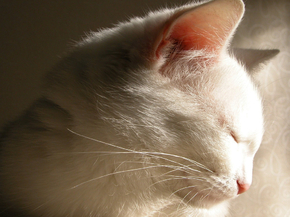 Кошки