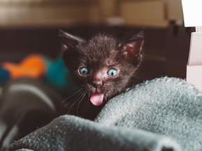 Котёнок