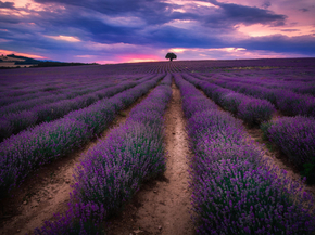 Provence | Прованс