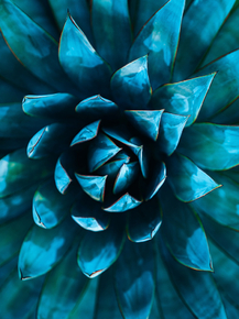 Succulent | Суккулент Succulent | Суккулент