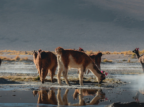 Ламы