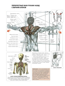 Спорт - Перекрестные махи руками назад