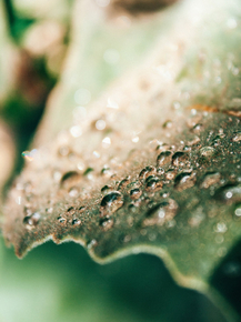Макро - Капли на листе