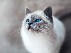 Британская короткошёрстная