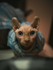 Сфинкс