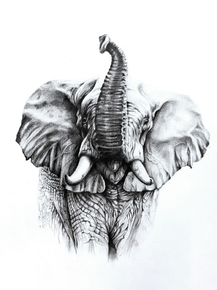 Elephant | Слон