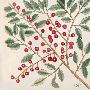Mark Catesby - Dogwood Tree | Марк Кейтсби