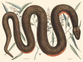 Mark Catesby - The Copper-Belly Snake | Марк Кейтсби Mark Catesby - The Copper-Belly Snake | Марк Кейтсби