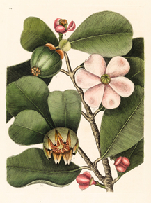 Mark Catesby - Balsam tree | Марк Кейтсби