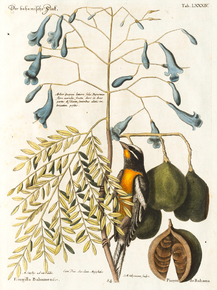 Mark Catesby - Bird and plants | Марк Кейтсби