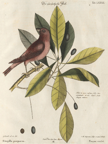 Mark Catesby - Bird and plants | Марк Кейтсби