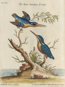 Mark Catesby - Birds illustration | Марк Кейтсби