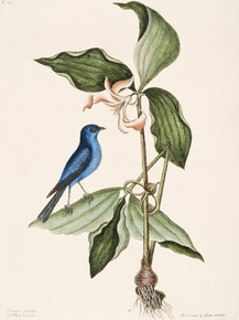 Mark Catesby - Blue Linnet | Марк Кейтсби