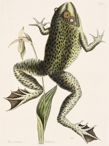 Mark Catesby - Bull Frog | Марк Кейтсби