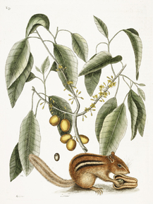 Mark Catesby | Марк Кейтсби