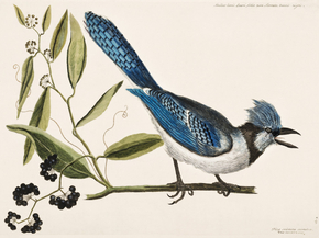 Mark Catesby - Crested Jay | Марк Кейтсби