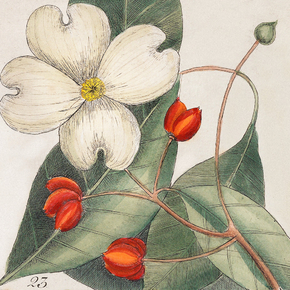 Mark Catesby - Dogwood Tree | Марк Кейтсби