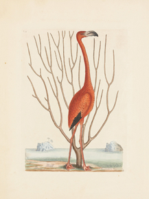 Mark Catesby - Flamingo | Марк Кейтсби