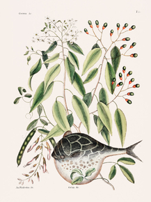 Mark Catesby - Globe Fish | Марк Кейтсби