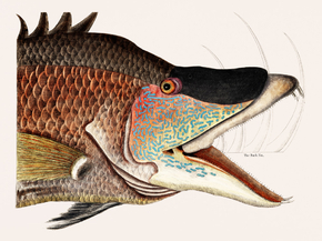 Mark Catesby - Great Hog-Fish | Марк Кейтсби