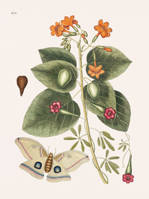 Mark Catesby - Great Moth | Марк Кейтсби
