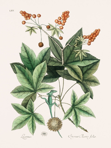 Mark Catesby - Green Lizard | Марк Кейтсби