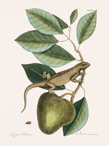 Mark Catesby - Guana | Марк Кейтсби