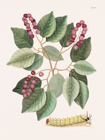Mark Catesby | Марк Кейтсби