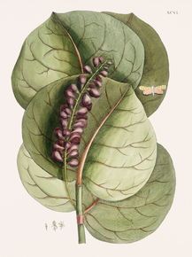 Mark Catesby | Марк Кейтсби