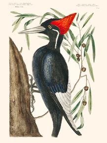 Mark Catesby - Ivory-billed Woodpecker | Марк Кейтсби