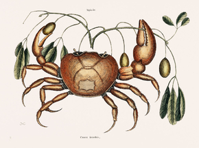 Mark Catesby - Land crab | Марк Кейтсби - Краб
