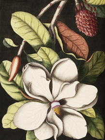 Mark Catesby - Laurel Tree | Марк Кейтсби