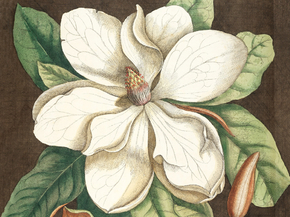 Mark Catesby - Laurel tree | Марк Кейтсби