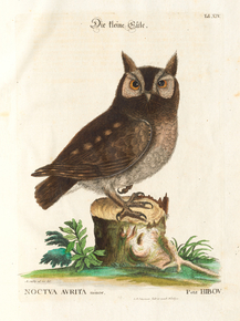 Mark Catesby - Little owl | Марк Кейтсби