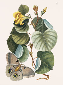 Mark Catesby - Mano Tree | Марк Кейтсби