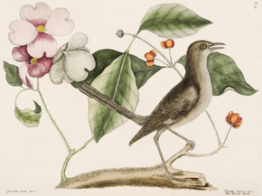 Mark Catesby - Mock Bird | Марк Кейтсби