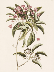 Mark Catesby - Mountain Laurel | Марк Кейтсби