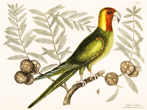 Mark Catesby - Parrot of Carolina | Марк Кейтсби